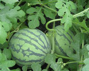 生瓜孕妇可以吃,孕期生瓜孕妇的适宜食用指南