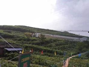 甘肃临夏东乡吃瓜事件,甘肃临夏东乡“吃瓜事件”引发社会关注