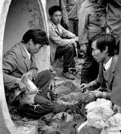 甘肃临夏东乡吃瓜事件,甘肃临夏东乡“吃瓜事件”引发社会关注