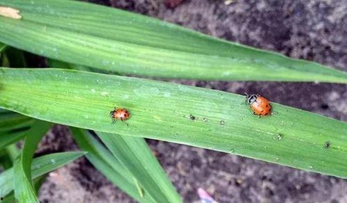 瓜吃害虫视频,瓜吃害虫视频揭秘