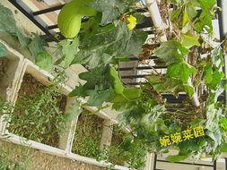 瓜吃害虫视频,瓜吃害虫视频揭秘