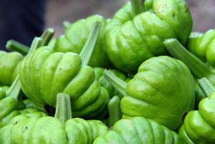 姜柄瓜 孕妇可以吃吗,孕妇食用指南与注意事项