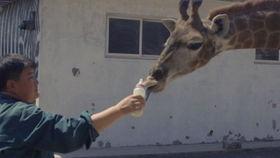 吃瓜开饭,揭秘娱乐圈背后的美食故事