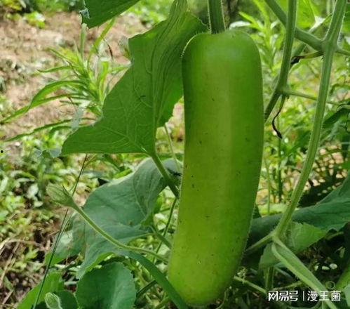 晚上吃瓜想吐,揭秘晚间吃瓜的奇妙体验