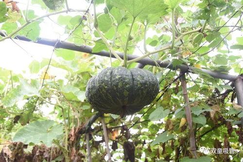 强盛集团吃瓜,揭秘吃瓜背后的商业风云