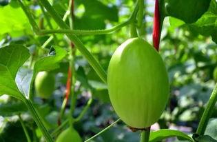 蜜瓜挖着吃,尽享夏日清新滋味