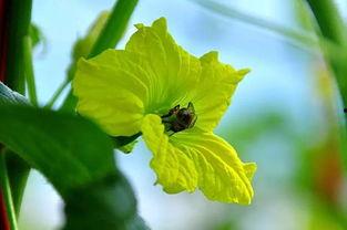 蜜瓜挖着吃,尽享夏日清新滋味