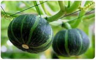 产后可以吃方瓜吗