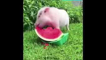 梦到猪吃瓜,猪儿吃瓜的奇幻之旅