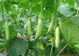 小暑工厂员工吃瓜,工厂员工共享清凉瓜果乐