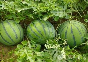 吃瓜群众吃的瓜是什么瓜