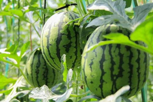 吃瓜群众吃的瓜是什么瓜