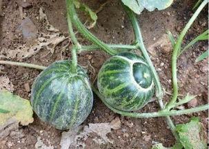 吐刀乐吃瓜,揭秘娱乐圈幕后故事