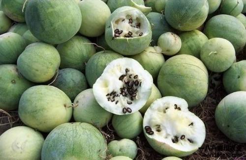 世界吃瓜杯,一场全球美食盛宴的狂欢之旅