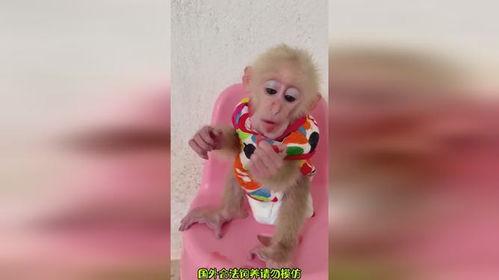 小奇吃瓜,揭秘娱乐圈那些不为人知的幕后故事