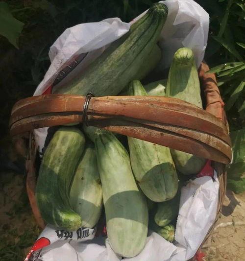 搞笑带货吃瓜,一场搞笑带货的欢乐盛宴