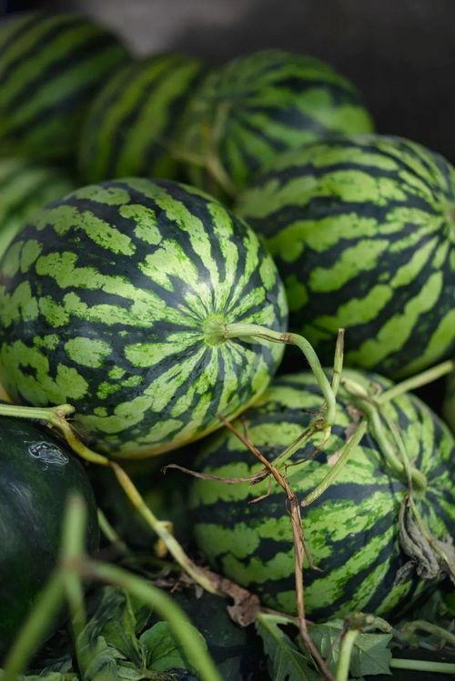 吃瓜的人自己变成了瓜