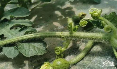 吃瓜的人自己变成了瓜