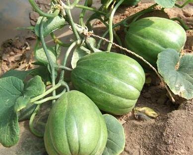 这个时节吃瓜,瓜果飘香——时令美味尽享清凉