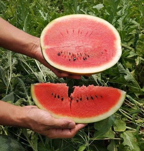 这个时节吃瓜,瓜果飘香——时令美味尽享清凉