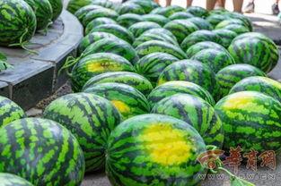 南通大学情侣吃瓜,校园甜蜜瞬间引发网友热议