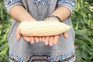 特别吃玉米瓜甜