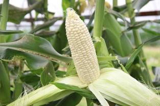 特别吃玉米瓜甜