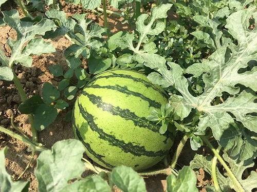 年代吃瓜日常,年代吃瓜日常全景回顾