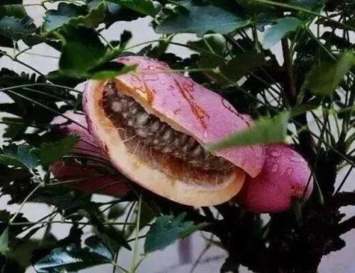 桃白柏吃野生八月瓜,桃白柏与野生八月瓜的奇妙邂逅