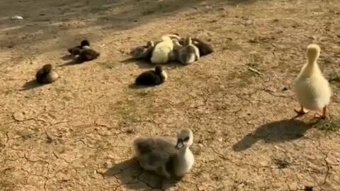 吃瓜小羊羔,揭秘娱乐圈的甜蜜瓜田