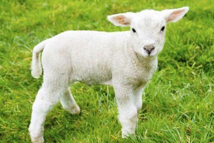 吃瓜小羊羔,揭秘娱乐圈的甜蜜瓜田