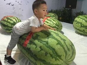 精神吃瓜事件,揭秘网络时代下的心理现象与社交心理