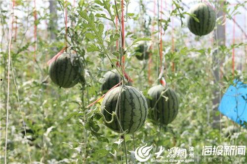 五一可以吃瓜吗,畅享瓜果时光