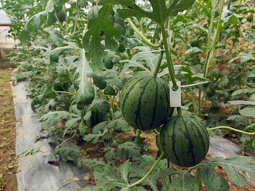 五一可以吃瓜吗,畅享瓜果时光