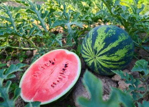 太行吃瓜,探寻太行特色美食之旅