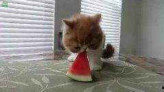 猫吃瓜比赛视频,一场猫界吃瓜大赛的欢乐盛宴