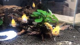 原创吃瓜观察,原创吃瓜观察，带你领略幕后风云