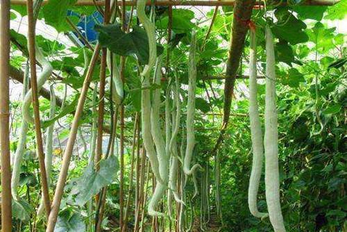 蛇瓜应该怎么吃