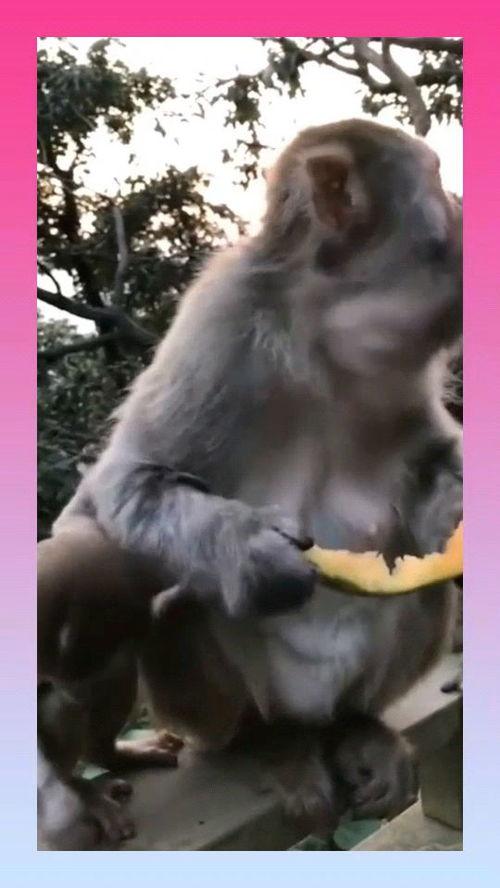 猴子吃瓜蛇吞象,揭秘动物界的奇特食性