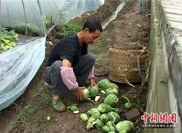 重庆奉节老师吃瓜事件