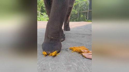 沉浸式吃瓜视频,跟随吃瓜视频一探娱乐圈风云变幻