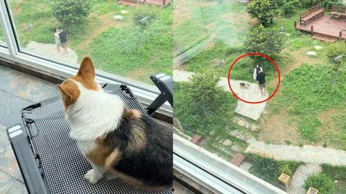 小狗吃瓜变颜色