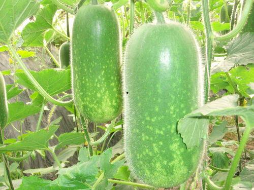 高臾吃瓜,揭秘娱乐圈背后的那些事儿