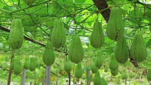 新年吃瓜合集,盘点年度最热吃瓜合集