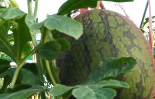 新年吃瓜合集,盘点年度最热吃瓜合集