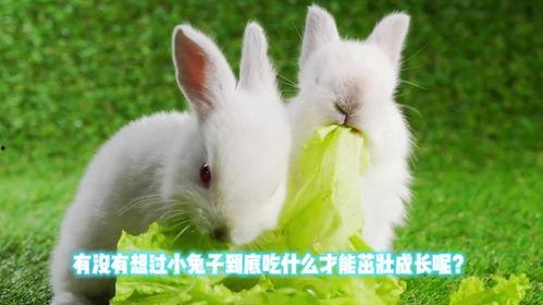 兔子吃荧光瓜图片,兔子们的奇幻美食之旅