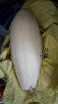 妇科病可以吃白瓜么嘛,妇科病患者适宜食用白瓜的探讨