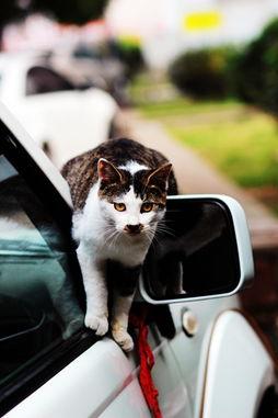 吃瓜喵喵车贴纸