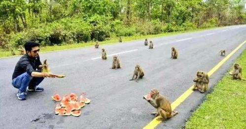 瓜瓜吃瓜口语交际,揭秘网络口语交际的趣味与魅力  第2张