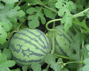 孕妇可以吃的凤瓜,凤瓜的营养与食用指南  第1张